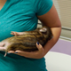 Illustration for article titled Here, For Your Friday, Is a Pig That Looks Like a Chipmunk